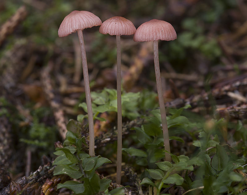 Mycena rosella